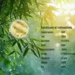 CHINESE PANDA 1/1000 Oz Gold Coin 50¢ Niue 2026 Capsule ON CARD - BRAND NEW